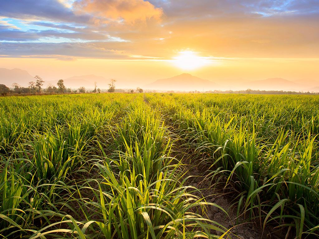 Plantação de cana de açúcar